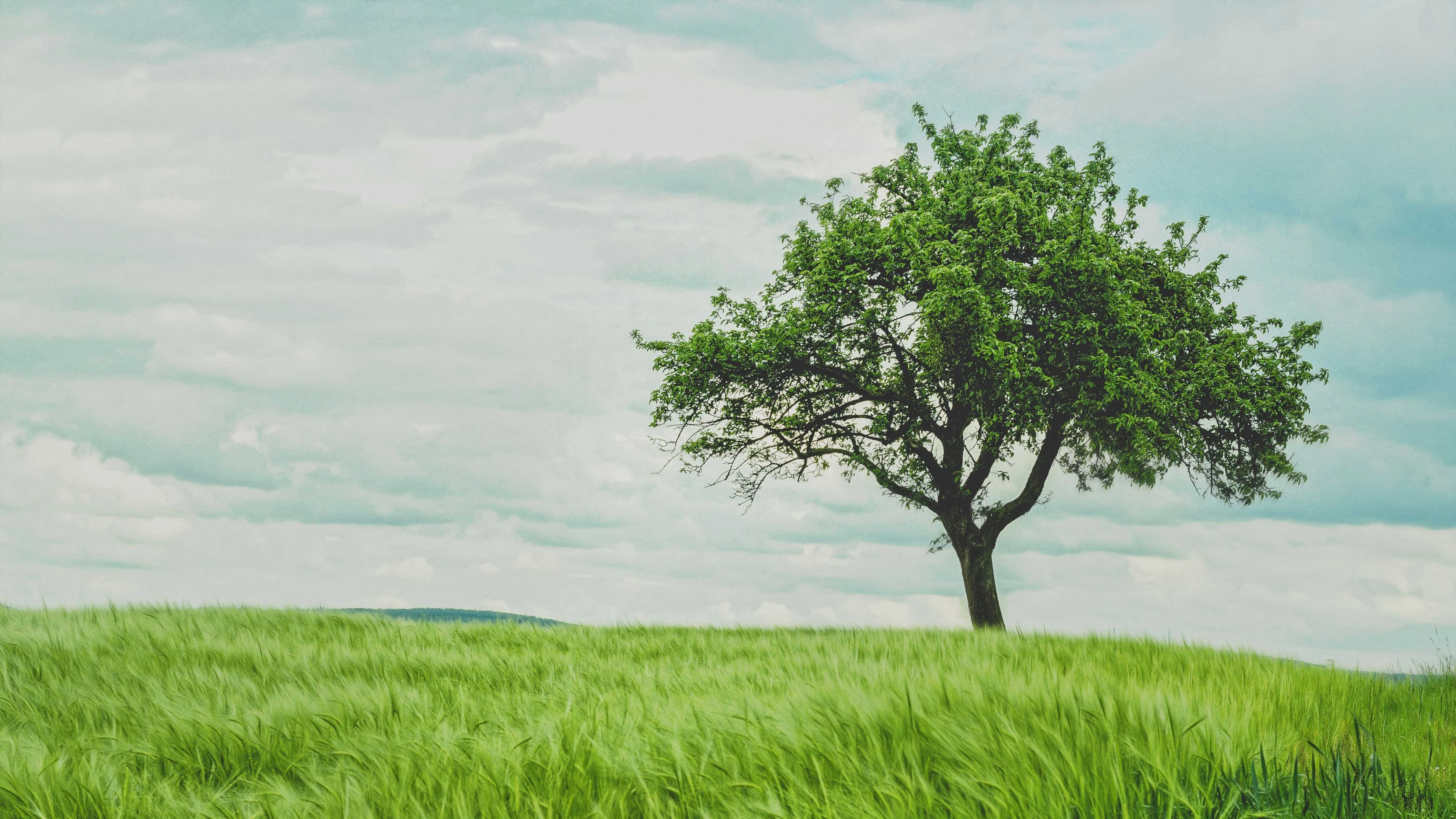 Tree in a Field by Johann Siemens